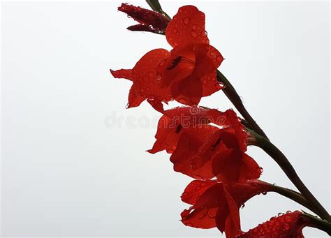 Raindrops On Flower Stamens Stock Photo Image Of Southern Rain 67377842