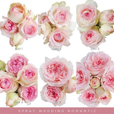 Garden Spray Roses Blush Pink Wedding Romantica Ebloomsdirect