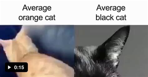 Black Cat Supremacy 9gag