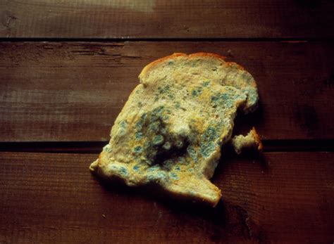 Mouldy Bread Photograph By Sidney Mouldsscience Photo Library Pixels