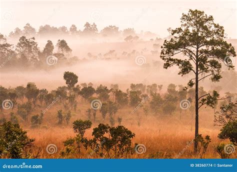 Morning In Savannah Stock Photo Image Of Forest Haze 38260774