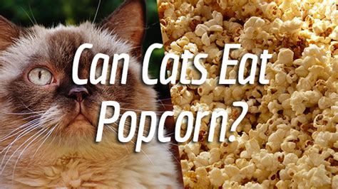 Can Cats Eat Popcorn Pet Consider