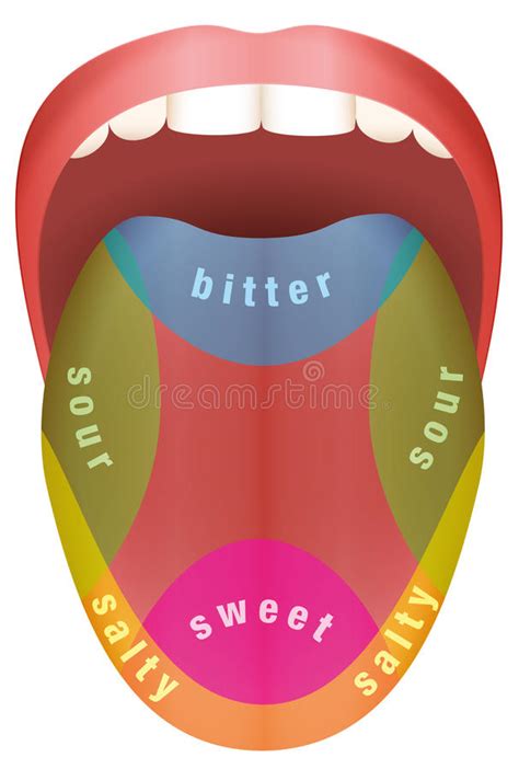 Tongue Map Areas With Receptors Responsible For Taste Flat Style