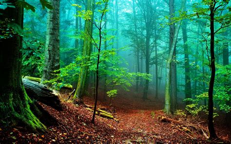 Psychedelic Forest Wallpapers Top Free Psychedelic Forest Backgrounds