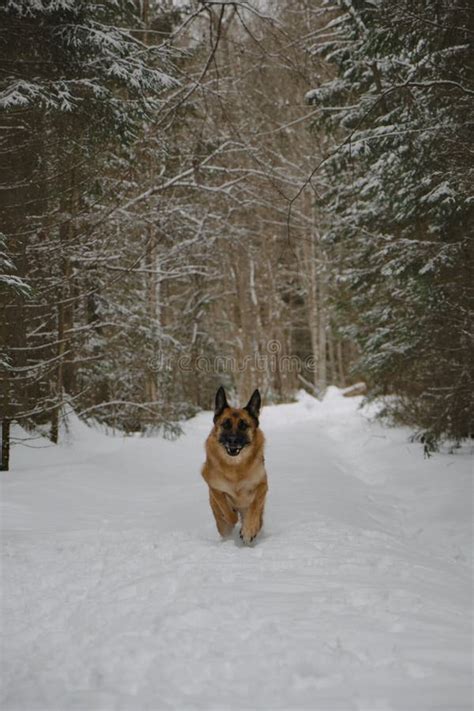 German Shepherd Dog Runs Fast Along Trail In Snowy Winter Forest