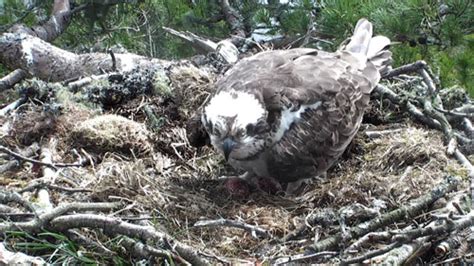 Third Egg For New Loch Of The Lowes Female Osprey Deadline News