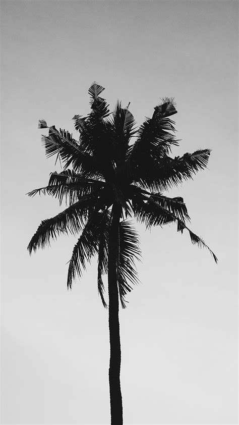 Palm Tree Iphone Wallpaper Collection By Palm Wallpaper Iphone