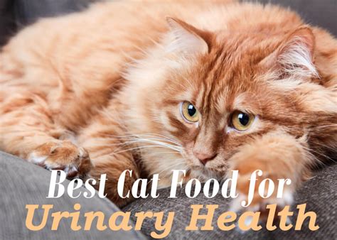 The 7 Best Cat Food For Urinary Tract Health 2019 Prevent Urinary