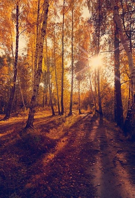 Herbstwald Sonnenschein Gelb Blätter Hintergrund Für Fotografie Lv 800