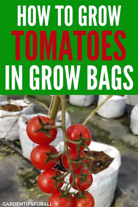 How To Grow Tomatoes In Grow Bags A Complete Guide