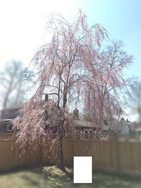 Have An Established Ornamental Weeping Cherry Can I Graft On A