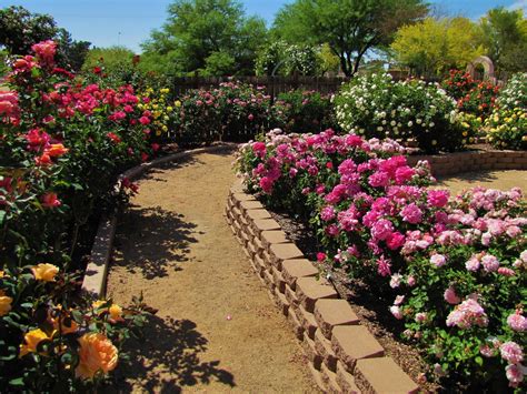 Las Aventuras A Rose Garden In Tucson