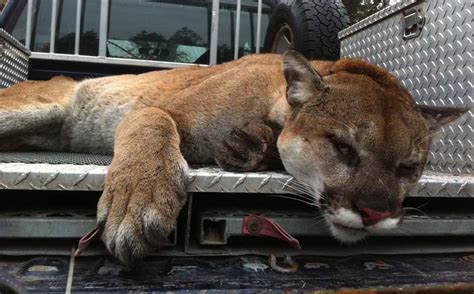 Two Cougars Killed In Sea To Sky Corridor One Spotted In Whistler