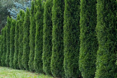 50 Thuja Tree Seeds Thuja Occidentalis White Cedar Etsy