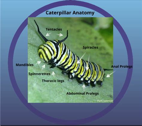 Caterpillar Anatomy