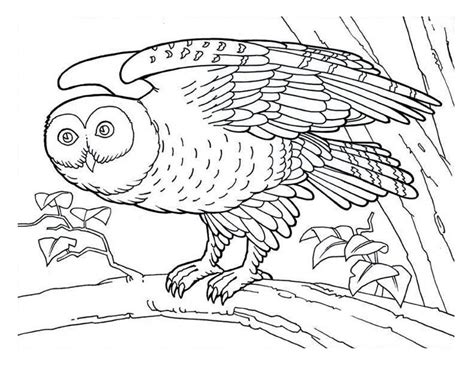 Free detailed owl coloring pages. detailed-owl-coloring-page.jpg - Download & Print Online ...