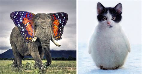49 Strange Animal Hybrids Bred In Photoshop Weird Animals