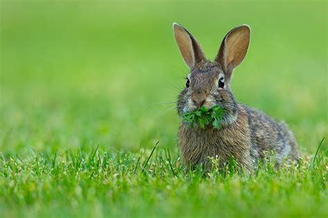 Cottontail Rabbits