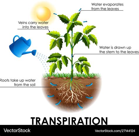 Diagram Showing Transpiration With Plant And Water