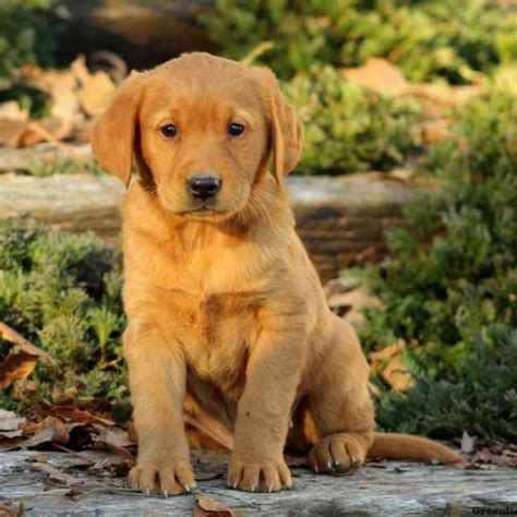 Golden retriever puppy for sale in carson city, nv, usa. Golden Labrador Puppies For Sale - Golden Labs ...