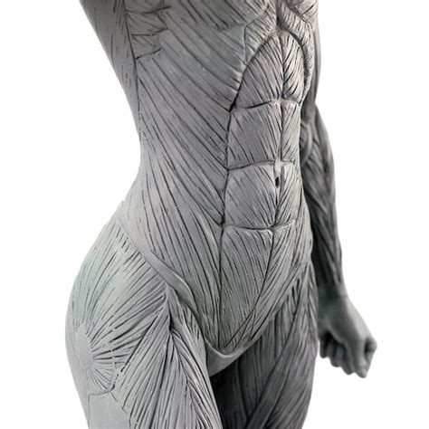 Items Similar To Artist S Anatomy Female Anatomical Model Artist