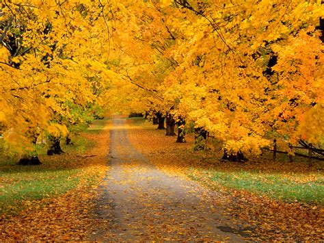 Yellow Autumn Colors Photo 27178994 Fanpop