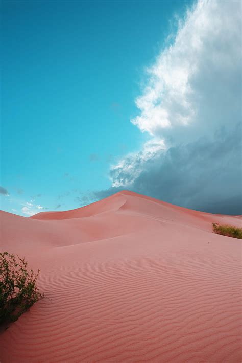 Nature Sand Desert Bush Traces Dunes Hd Phone Wallpaper Pxfuel