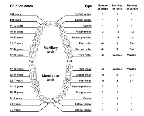 anatomy permanent dentition article