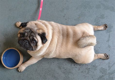 How Can We End The Pet Obesity Crisis Huffpost Uk