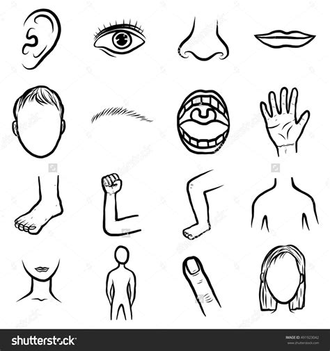 Human Face Parts Drawing