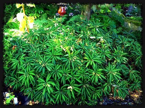 Maybe you would like to learn more about one of these? Hardy impatiens ...very tropical looking but hardy to zone ...