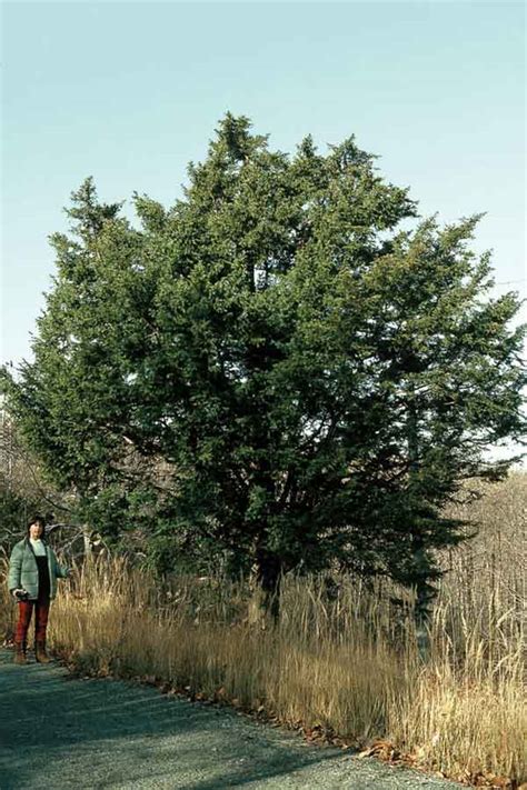 Tasso Lalbero Della Morte