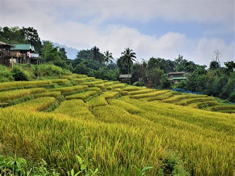 Rice Terraces In Chiang Mai Where And How To See Them • Flipside Travel