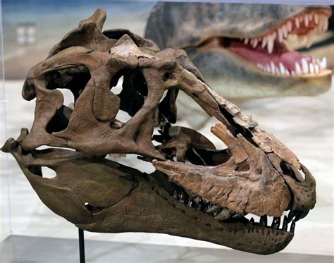 New Dinosaur Fossil Debuts At Utah Museum The Washington Post