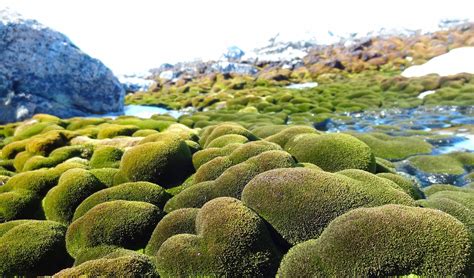 The Moss Forests Of Antarctica Are Dying