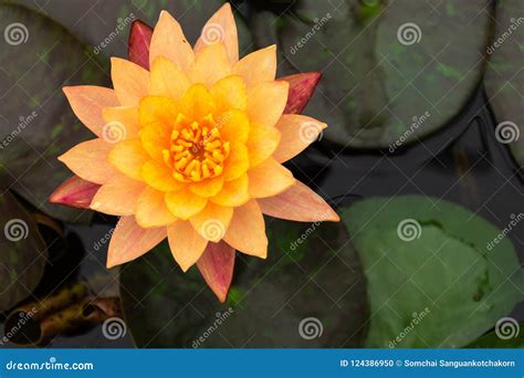 Beautiful Orange Lotus With Yellow Pollen Stock Photo Image Of Flora