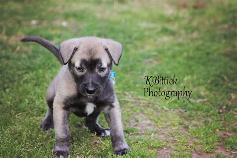 Timber Wolf German Shepherd Mix Puppies