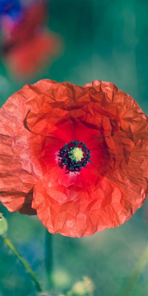 Download 1080x2160 wallpaper poppy, flower, blur, portrait, honor 7x, honor 9 lite, honor view 