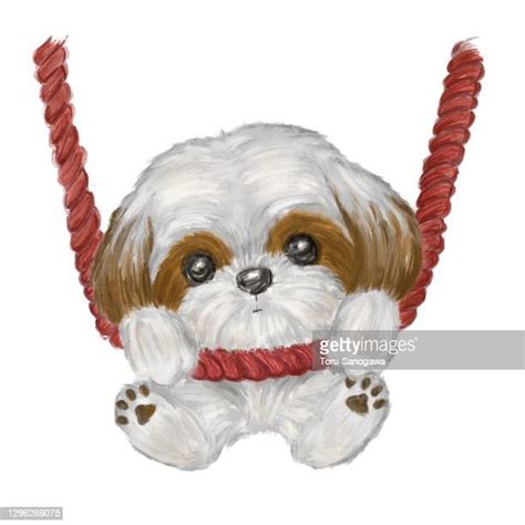 Shih Tzu Photos And Premium High Res Pictures Getty Images