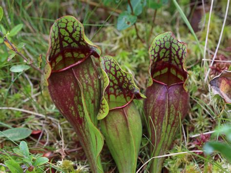 Sarracenia, also called american pitcher plants, are among the popular choices of carnivorous plants to keep.in this complete growing and care guide, we will discuss questions on american pitcher plant (sarracenia) soil, light, water, food, container requirements, germination and many more.before or after reading this article, click on our general carnivorous plant care guide to learn more. Pitcher Plant Care - Growing Different Types Of Pitcher Plants