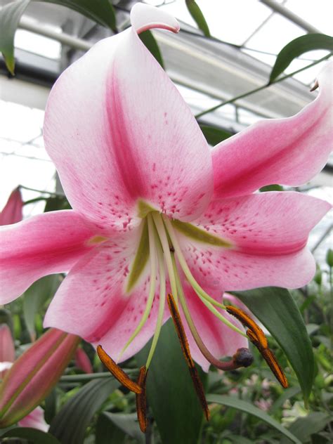 Buy Lily Bulbs Anastasia Oriental Lily Bulbs From The Gold Medal