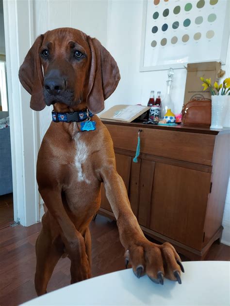 Zeus5 Month Old Redbone Coonhound Looking For Anything Delicious R