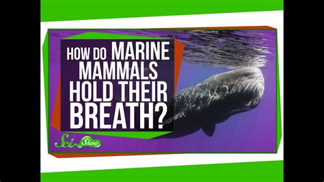 How Do Marine Mammals Hold Their Breath For So Long Youtube