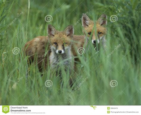 Two Red Foxes Standing In Tall Grass Stock Photo Image Of Natural
