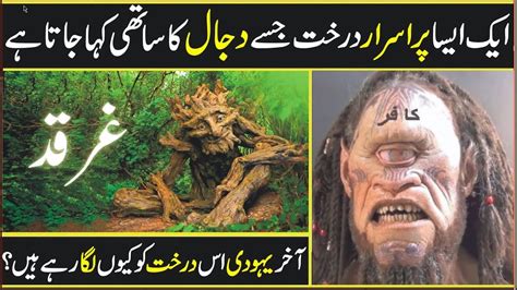 Real Story Of Gharqad Tree Gharqad Ka Darakht Dajjal The Tree Of