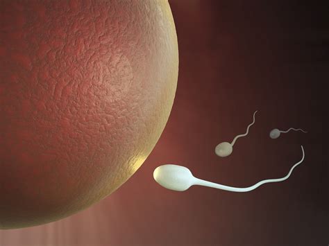 Sperm Counts Significantly Declining In Men From North America Europe The Clinical Advisor