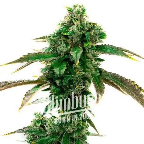 Blue Cheese Auto 15 Thc Buy Weed Seeds Autoflower