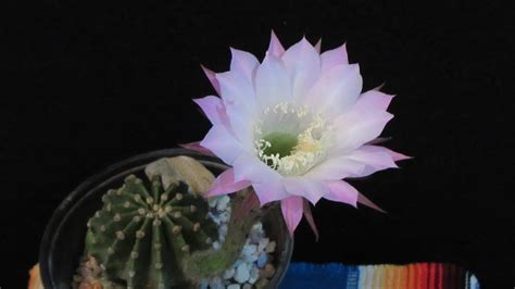 Se pueden encontrar de 3 a 7 costillas. Flor de cactus - YouTube