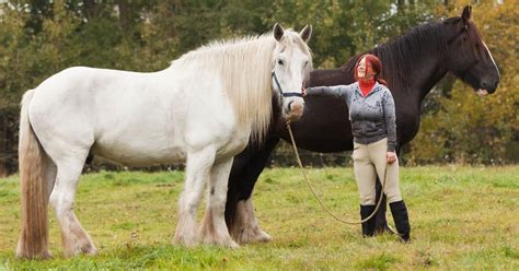 5 Of The Biggest Horse Breeds In The World