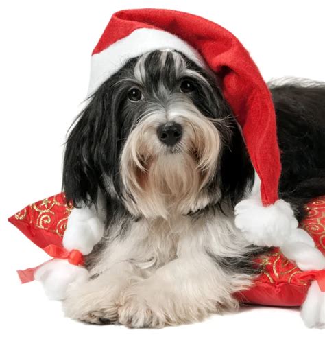 Cute Christmas Havanese Puppy Dog With A Santa Hat Stock Photo By